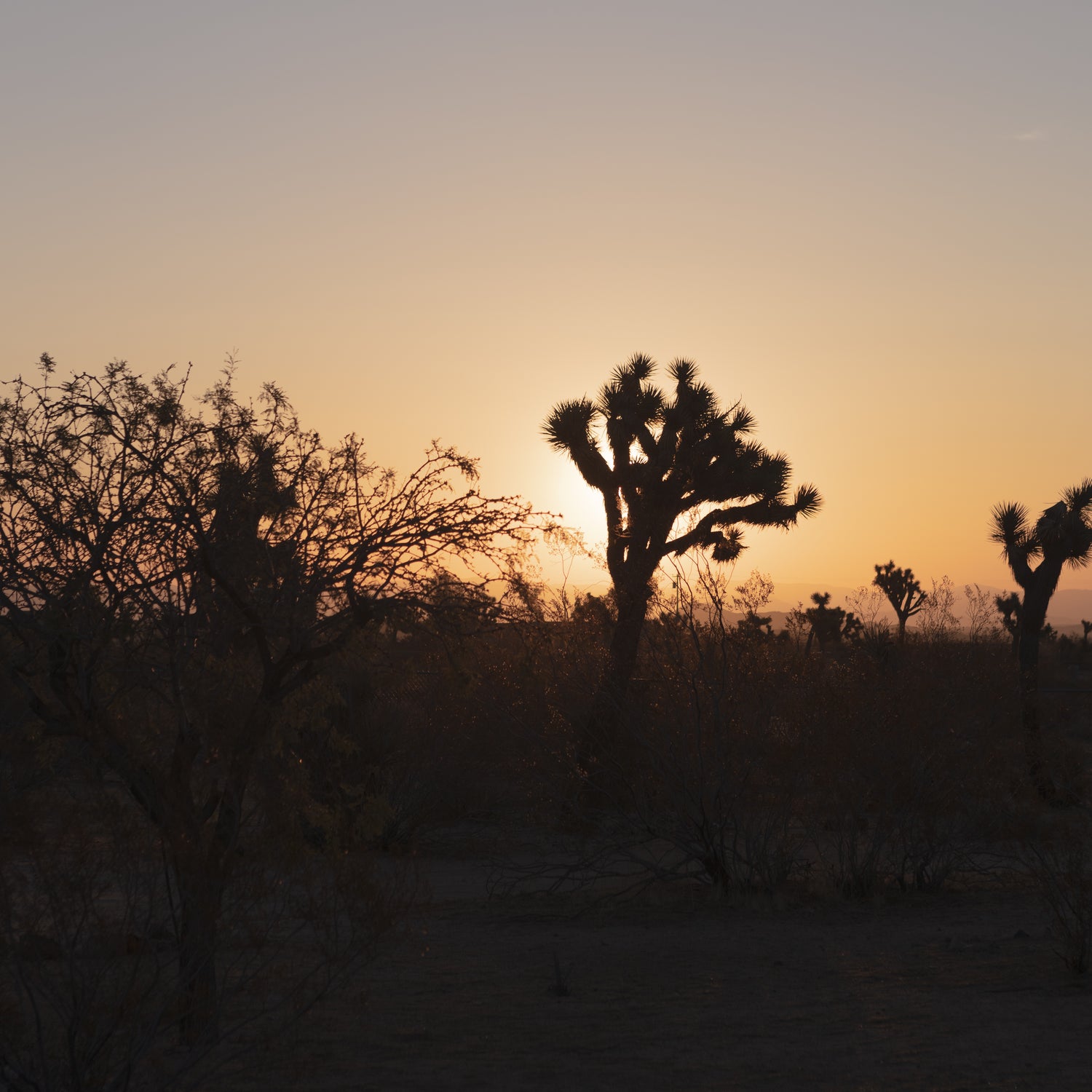 Support Joshua tree