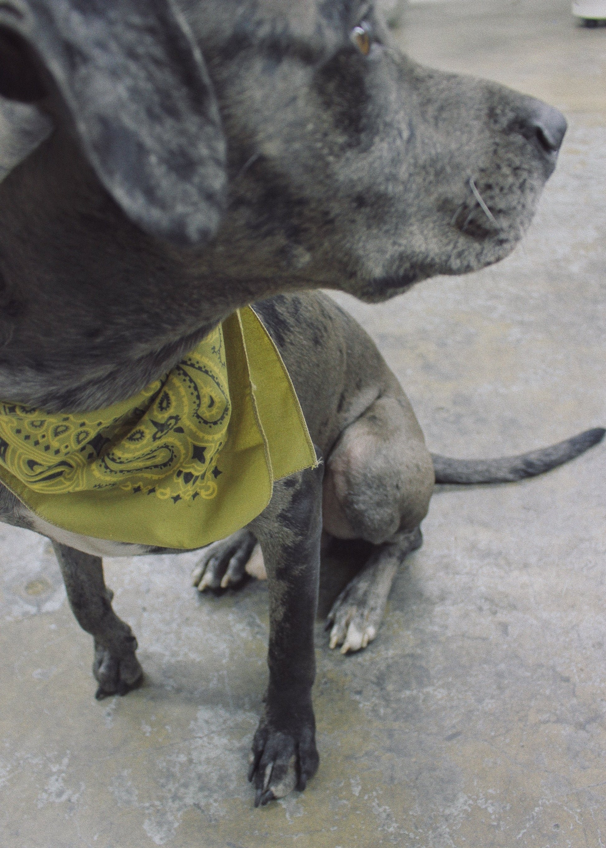 Desert Paisley Bandana